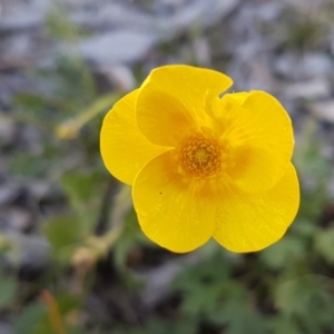 Ranunculus lappaceus at Carwoola, NSW - 30 Aug 2020 11:37 AM