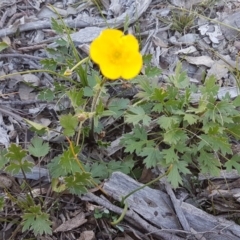 Ranunculus lappaceus at Carwoola, NSW - 30 Aug 2020 11:37 AM