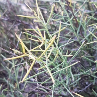 Daviesia genistifolia (Broom Bitter Pea) at Carwoola, NSW - 30 Aug 2020 by tpreston