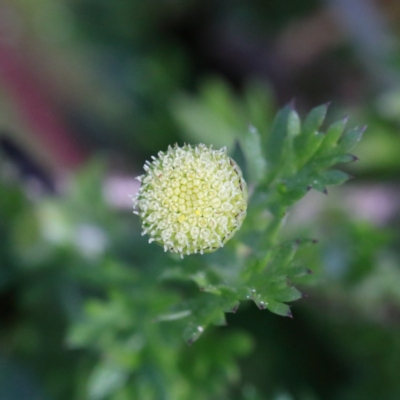 Cotula australis (Common Cotula, Carrot Weed) at Acton, ACT - 30 Aug 2020 by ConBoekel