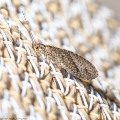 Micromus tasmaniae (Tasmanian Brown Lacewing) at Macgregor, ACT - 29 Aug 2020 by Roger