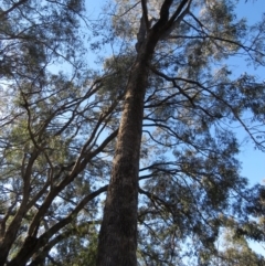 Eucalyptus bridgesiana (Apple Box) at Jerrabomberra, ACT - 30 Aug 2020 by MisaCallaway