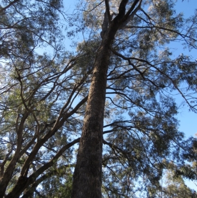 Eucalyptus bridgesiana (Apple Box) at Jerrabomberra, ACT - 30 Aug 2020 by MisaCallaway