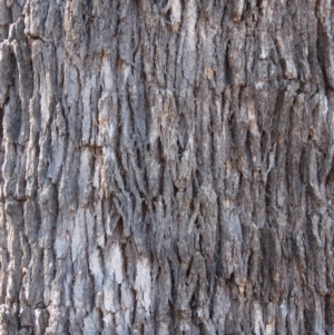 Eucalyptus bridgesiana at Jerrabomberra, ACT - 30 Aug 2020