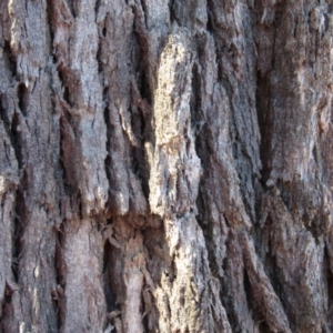 Eucalyptus bridgesiana at Jerrabomberra, ACT - 30 Aug 2020