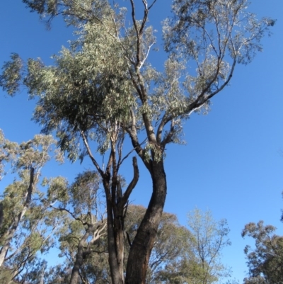 Eucalyptus bridgesiana (Apple Box) at Symonston, ACT - 30 Aug 2020 by MisaCallaway