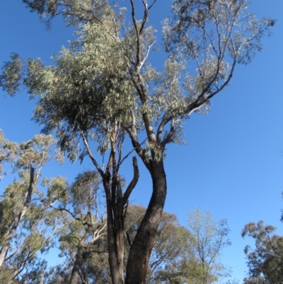 Eucalyptus bridgesiana (Apple Box) at Symonston, ACT - 30 Aug 2020 by MisaCallaway