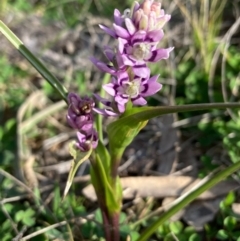 Wurmbea dioica subsp. dioica at Griffith, ACT - 1 Sep 2020 04:01 PM