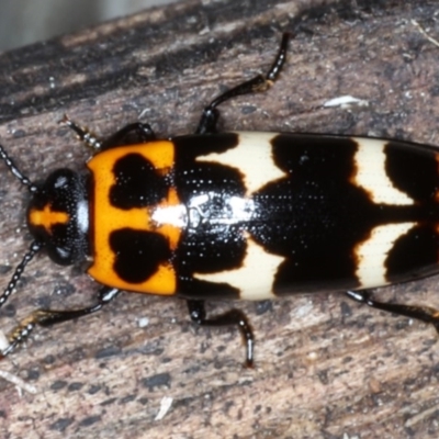 Episcaphula pictipennis (Fungus Beetle) at Mossy Point, NSW - 29 Aug 2020 by jbromilow50