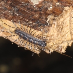 Scutigeridae (family) (A scutigerid centipede) at Mossy Point, NSW - 29 Aug 2020 by jb2602