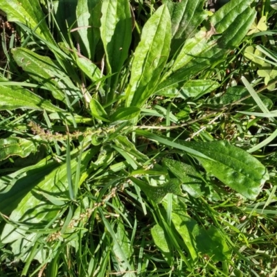 Plantago debilis (Shade Plantain) at Surf Beach, NSW - 30 Aug 2020 by LyndalT