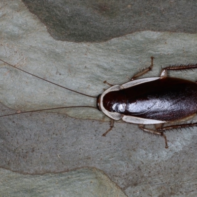 Methana parva (Spined Methana Cockroach) at Mossy Point, NSW - 29 Aug 2020 by jbromilow50