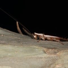 Methana parva at Mossy Point, NSW - 29 Aug 2020 07:12 PM