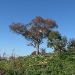 Eucalyptus (genus) (A Gum Tree) at Jerrabomberra, ACT - 30 Aug 2020 by MisaCallaway