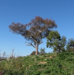 Eucalyptus sp. (A Gum Tree) at Jerrabomberra, ACT - 30 Aug 2020 by MisaCallaway