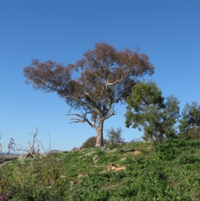 Eucalyptus (genus) (A Gum Tree) at Jerrabomberra, ACT - 30 Aug 2020 by MisaCallaway
