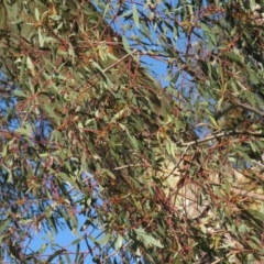 Eucalyptus sp. at Jerrabomberra, ACT - 30 Aug 2020