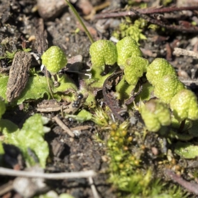 Asterella drummondii (A thallose liverwort) at Bruce Ridge to Gossan Hill - 28 Aug 2020 by AlisonMilton