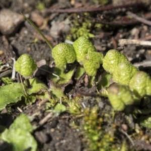 Asterella drummondii at Bruce, ACT - 28 Aug 2020 11:54 AM