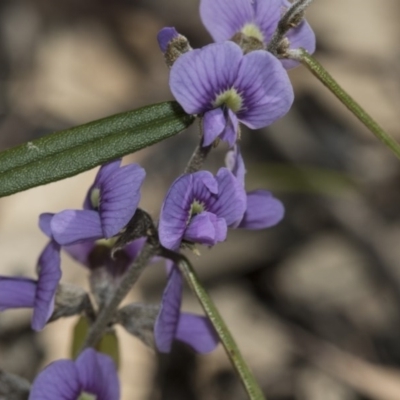 Hovea heterophylla (Common Hovea) at Gossan Hill - 28 Aug 2020 by AlisonMilton