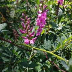 Indigofera australis subsp. australis (Australian Indigo) at Surf Beach, NSW - 30 Aug 2020 by LyndalT