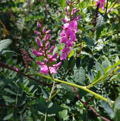 Indigofera australis subsp. australis (Australian Indigo) at Surf Beach, NSW - 30 Aug 2020 by LyndalT