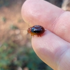 Paropsisterna liturata (Leaf beetle) at Surf Beach, NSW - 30 Aug 2020 by LyndalT