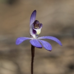 Cyanicula caerulea (Blue Fingers, Blue Fairies) at Point 5828 - 28 Aug 2020 by AlisonMilton