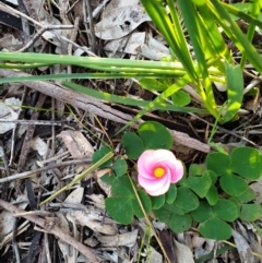 Oxalis purpurea (Large-flower Wood-sorrel) at Albury - 30 Aug 2020 by ClaireSee