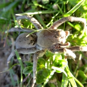 Portacosa cinerea at Yass River, NSW - 30 Aug 2020