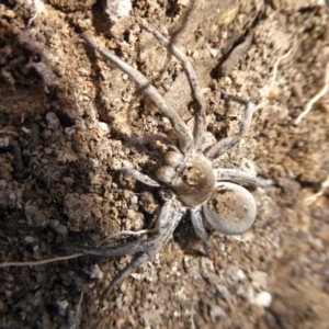 Portacosa cinerea at Yass River, NSW - 30 Aug 2020