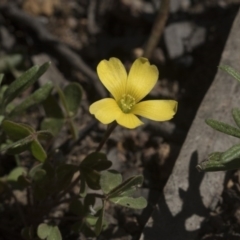 Oxalis (genus) (Wood Sorrel) at Hawker, ACT - 29 Aug 2020 by AlisonMilton