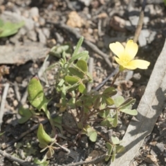 Oxalis sp. at Hawker, ACT - 29 Aug 2020