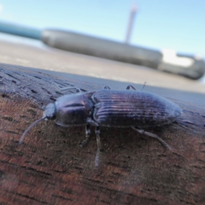 Crepidomenus fulgidus (Click beetle) at Rugosa - 30 Aug 2020 by SenexRugosus
