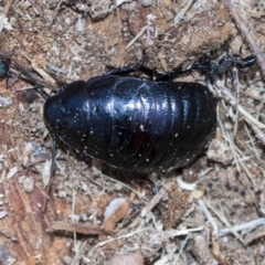 Panesthia australis (Common wood cockroach) at Gossan Hill - 28 Aug 2020 by AlisonMilton