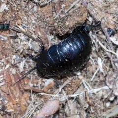 Panesthia australis at Bruce, ACT - 28 Aug 2020