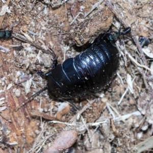 Panesthia australis at Bruce, ACT - 28 Aug 2020