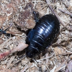 Panesthia australis at Bruce, ACT - 28 Aug 2020