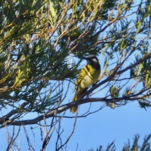 Nesoptilotis leucotis at Yass River, NSW - 30 Aug 2020