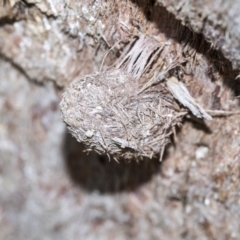 Lepidoptera unclassified IMMATURE moth at Bruce Ridge to Gossan Hill - 28 Aug 2020 by AlisonMilton