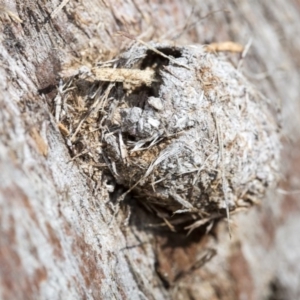 Lepidoptera unclassified IMMATURE moth at Bruce, ACT - 28 Aug 2020