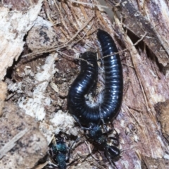 Juliformia sp. (superorder) (A Juliform millipede) at Bruce Ridge to Gossan Hill - 28 Aug 2020 by AlisonMilton