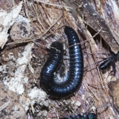 Juliformia sp. (superorder) at Bruce, ACT - 28 Aug 2020 12:37 PM