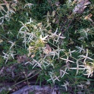 Clematis leptophylla at Hughes, ACT - 30 Aug 2020