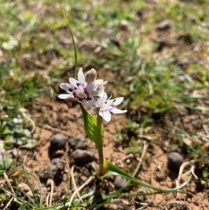 Wurmbea dioica subsp. dioica at Wee Jasper, NSW - 30 Aug 2020