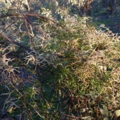 Clematis leptophylla (Small-leaf Clematis, Old Man's Beard) at Federal Golf Course - 30 Aug 2020 by JackyF