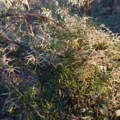 Clematis leptophylla (Small-leaf Clematis, Old Man's Beard) at Federal Golf Course - 30 Aug 2020 by JackyF