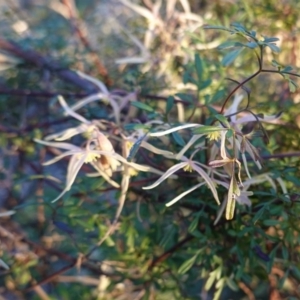 Clematis leptophylla at Hughes, ACT - 30 Aug 2020 05:11 PM