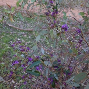 Hardenbergia violacea at Hughes, ACT - 30 Aug 2020 05:14 PM