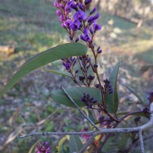 Hardenbergia violacea at Hughes, ACT - 30 Aug 2020 05:14 PM